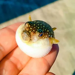飯田 龍也