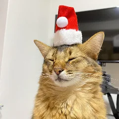 山本 あんな